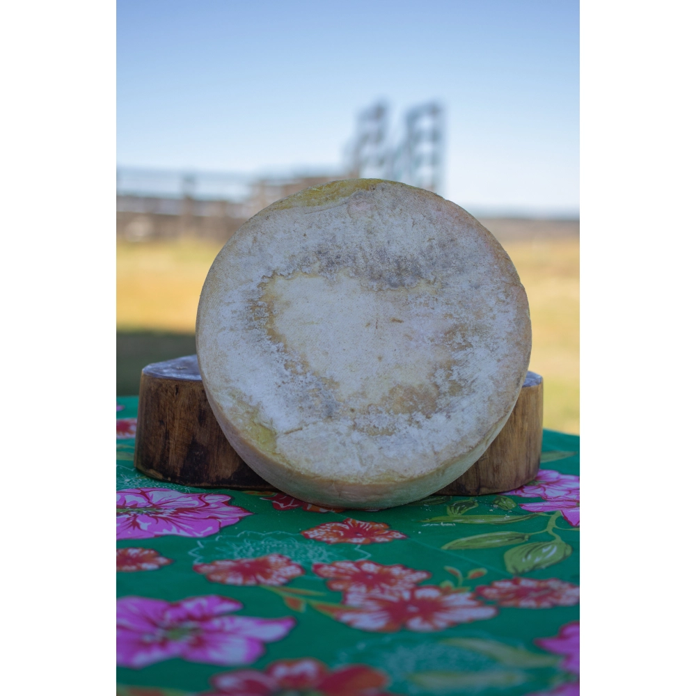 Queijo Coxilha